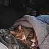 cat, tabby_cat, sleeping, blanket, bed, cozy, indoor, pet, feline, fur, resting, comfort, warm, animal, soft, cute, domestic_animal, relaxing, quiet, home