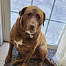Hunter is registered to the contest to win money with this photo: animal, brown_dog, canine, collar, curtain, dog, domestic_animal, door, floor, glass_door, home, indoor, looking_at_camera, pet, pet_tag, rug, sitting, tile_floor, white_patch, window