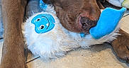 Hunter joined the competition — help win amazing prizes! animal, blanket, blue, chocolate_brown, closeup, cozy, cute, dog, floor, furry, indoors, paw, pet, plush_toy, resting, sleeping, snout, soft, tile, white