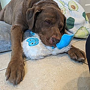 Hunter joined the competition — help win amazing prizes! animal, avocado_pattern, blanket, brown_dog, cozy, cute, dog, floor, indoor, labrador, paw, pet, plush_toy, relaxed, resting, sleepy, snuggle, soft, tile_floor, toy