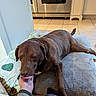 Hunter is registered to the contest to win money with this photo: dog, brown_dog, indoor, cushion, blanket, hand, petting, kitchen, tile_floor, stainless_steel, appliance, comfort, affection, floor, paw, tail, resting, cozy, casual, human_interaction