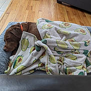 Hunter is registered to the contest to win money with this photo: dog, sleeping, blanket, avocado_pattern, bed, indoor, wood_floor, cozy, resting, brown_dog, pet, comfort, furniture, soft_texture, relaxation, canine, animal, collar, home, nap
