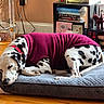 animal, bed, books, bookshelf, cozy, cushion, dalmatian, decor, dog, domestic, elephant_figurine, framed_photos, indoor, maroon, pet, relaxed, sleeping, sunlight, sweater, wooden_floor