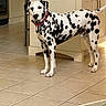 animal, black_spots, cabinet, canine, chair, collar, curious, dalmatian, dog, domestic, floor, home, indoor, kitchen, mammal, pet, spot_pattern, standing, tile_floor, white_fur
