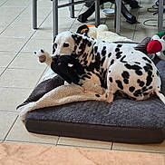 Navy joined the competition — help win amazing prizes! dalmatian, dog, pet, indoor, dog_bed, plush_toy, tiled_floor, chair, table, black_and_white, resting, animal, canine, domestic, floor, furniture, toy, relaxed, cozy, home