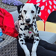 Navy is registered to the contest to win money with this photo: animal, black_and_white, close_up, collar, dalmatian, dog, flowers, grass, leash, outdoor, patio, person, pet, polka_dots, red_clothing, relaxing, rocks, sitting, umbrella, wicker_furniture