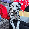 animal, black_and_white, close_up, collar, dalmatian, dog, flowers, grass, leash, outdoor, patio, person, pet, polka_dots, red_clothing, relaxing, rocks, sitting, umbrella, wicker_furniture