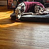 animal, blanket, books, bookshelf, collar, cozy, dalmatian, decor, dog, dog_bed, flower_vase, home, indoor, pet, relaxation, resting, sunlight, sweater, window_light, wood_floor
