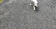 Navy is registered to the contest to win money with this photo: animal, asphalt, black_and_white, canine, cute, dalmatian, daytime, dog, driveway, grass, nature, outdoor, pet, playful, puppy, rocks, small, summer, walking, young