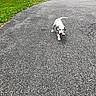 animal, asphalt, black_and_white, canine, cute, dalmatian, daytime, dog, driveway, grass, nature, outdoor, pet, playful, puppy, rocks, small, summer, walking, young