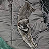 Luna Beans is registered to the contest to win money with this photo: cat, gray_cat, stretching, blanket, bed, feline, pet, indoor, cozy, relaxation, fur, animal, whiskers, ears, claws, soft_texture, carpet, resting, comfort, sleepy