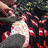 cat, grey_cat, pet, animal, cute, clothing, donut_pattern, blanket, red_lips, hand, indoor, cozy, fur, looking, touching, lying_down, colorful, soft, close_up, curious