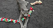 Luna Beans is registered to the contest to win money with this photo: cat, gray_cat, toy, plush_toy, carpet, indoor, pet, animal, playful, stretching, yellow_bag, clothes, slippers, floor, cozy, domestic, feline, curly_toy, mouse_toy, relaxed