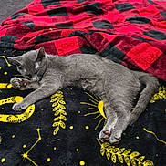Luna Beans is registered to the contest to win money with this photo: cat, kitten, sleeping, blanket, red, black, yellow, pattern, cozy, fur, paw, indoor, resting, cute, animal, pet, soft, comfort, warm, relaxing
