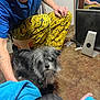 Reeko is registered to the contest to win money with this photo: adult, animal, baby, canine, computer, computerhardware, couch, dog, electronics, furniture, hardware, laptop, male, man, monitor, pc, person, pet, screen, speaker