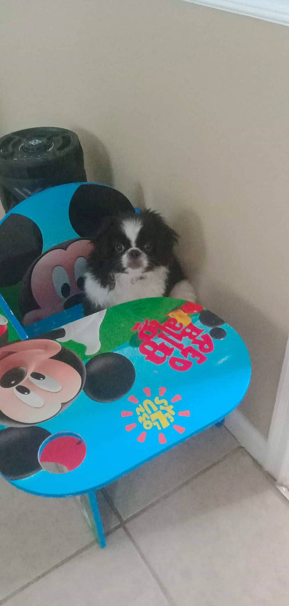 Ryder is registered to the contest to win money with this photo: carnivore, cat_supply, cavalier_king_charles_spaniel, comfort, companion_dog, dog, dog_breed, dog_supply, leisure, pattern, pet_supply, play, recreation, sporting_group, toy, toy_dog