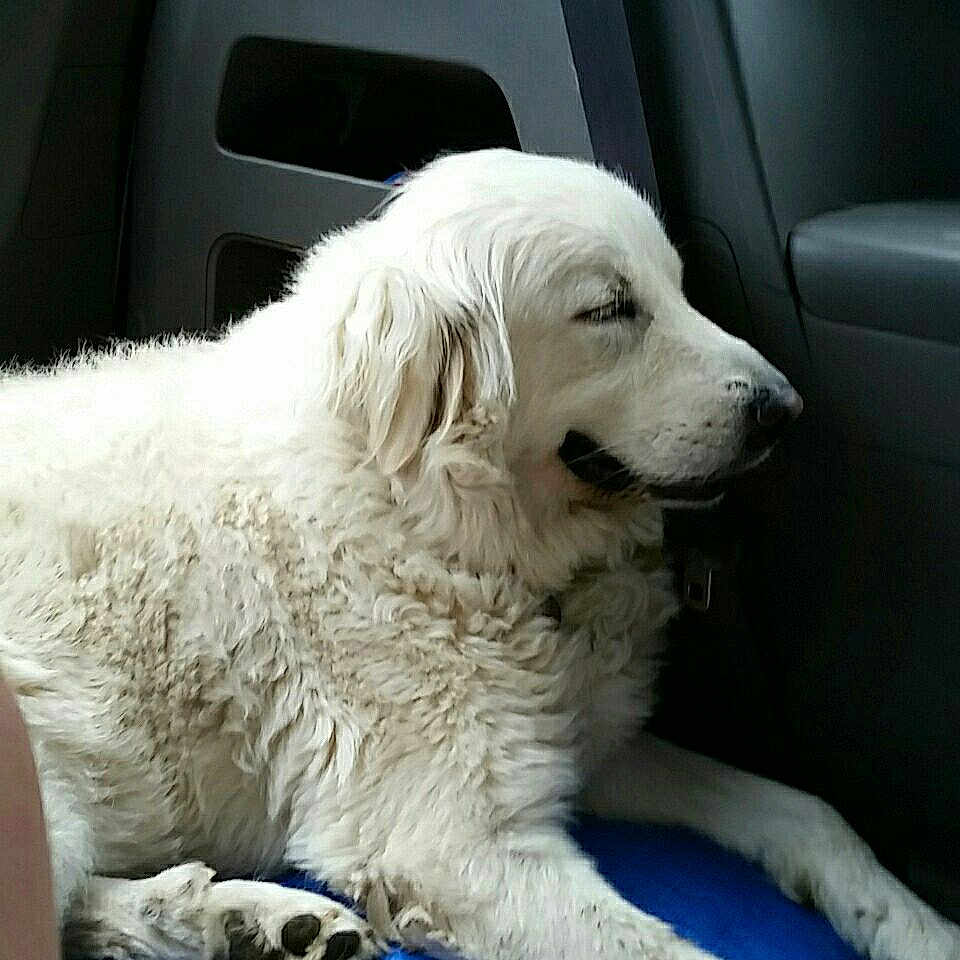 Daisy