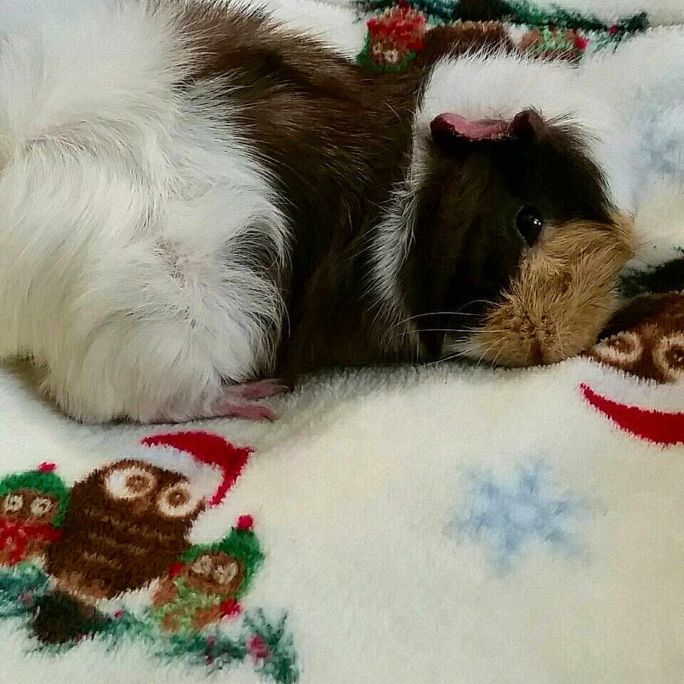 Stefan is registered to the contest to win money with this photo: christmas, fur, guinea_pig, rodent, whiskers