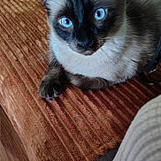 Tucker Stein joined the competition — help win amazing prizes! accessories, animal, bag, blanket, cat, couch, furniture, handbag, hardwood, homedecor, kitten, manx, pet, siamese, wood
