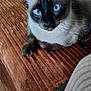 accessories, animal, bag, blanket, cat, couch, furniture, handbag, hardwood, homedecor, kitten, manx, pet, siamese, wood