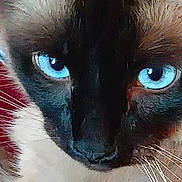 Tucker joined the competition — help win amazing prizes! cat, siamese_cat, blue_eyes, whiskers, close_up, fur, pet, animal, face, portrait, domestic_cat, feline, eye_contact, looking, mammal, indoor, cute, curious, focus, animal_portrait