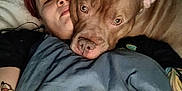 Link Hyrule is registered to the contest to win money with this photo: animal, bed, blanket, brown_dog, casual, close_up, comfort, cozy, cuddle, dog, face, human, indoor, person, pet, portrait, relaxed, resting, skin, tattoo