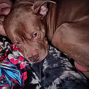 Link Hyrule joined the competition — help win amazing prizes! affection, anime, blanket, brown_dog, close_up, comfort, companion, cozy, cuddle, dog, face, indoor, lying_down, person, pet, portrait, resting, shirt, snuggling, tie_dye