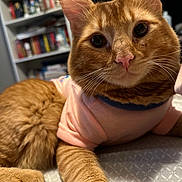 Finnley is registered to the contest to win money with this photo: animal, blurred_background, bookshelf, cat, close_up, curious_eyes, cute, domestic_cat, ears, feline, furniture, ginger_cat, indoor, orange_fur, paw, pet, relaxed, shirt, soft_fur, whiskers