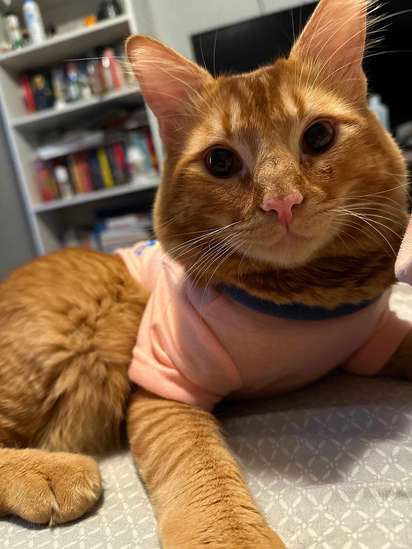 Finnley