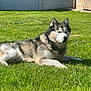 dog, husky, grass, outdoor, sunlight, fence, shed, pet, animal, canine, laying_down, greenery, summer, relaxed, nature, fur, mammal, yard, daytime, domestic