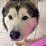 dog, husky, pet, indoor, floor, tile, tail, fur, animal, close_up, face, ears, nose, brown_eyes, furniture, chair, pink_object, background, curious, canine