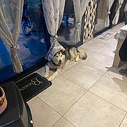 Nesko a rejoint le concours — aidez-le/la à gagner de superbes lots ! dog, husky, curtain, tile_floor, indoor, glass_door, mat, heater, pet, relaxed, window, patterned_curtain, home, floor, fur, animal, resting, cozy, domestic, playful