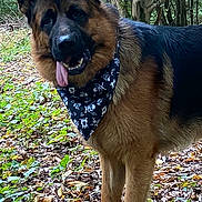 Odin participe au concours pour gagner de l'argent avec cette photo : dog, german_shepherd, bandana, forest, trees, leaves, outdoor, nature, pet, animal, canine, tongue_out, ears_up, fur, brown_fur, black_fur, playful, standing, woodland, daylight