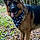 Odin