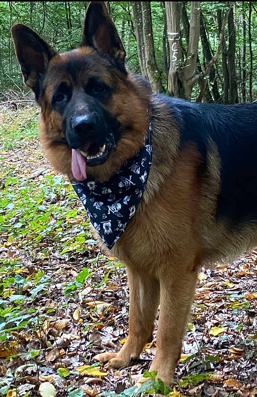 Odin participe au concours pour gagner de l'argent avec cette photo : dog, german_shepherd, bandana, forest, trees, leaves, outdoor, nature, pet, animal, canine, tongue_out, ears_up, fur, brown_fur, black_fur, playful, standing, woodland, daylight