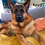 Odin participe au concours pour gagner de l'argent avec cette photo : animal, blanket, canine, companion, couch, dog, domestic_animal, ears, fur, furniture, german_shepherd, home, indoor, living_room, nose, paw, pet, portrait, relaxed, resting