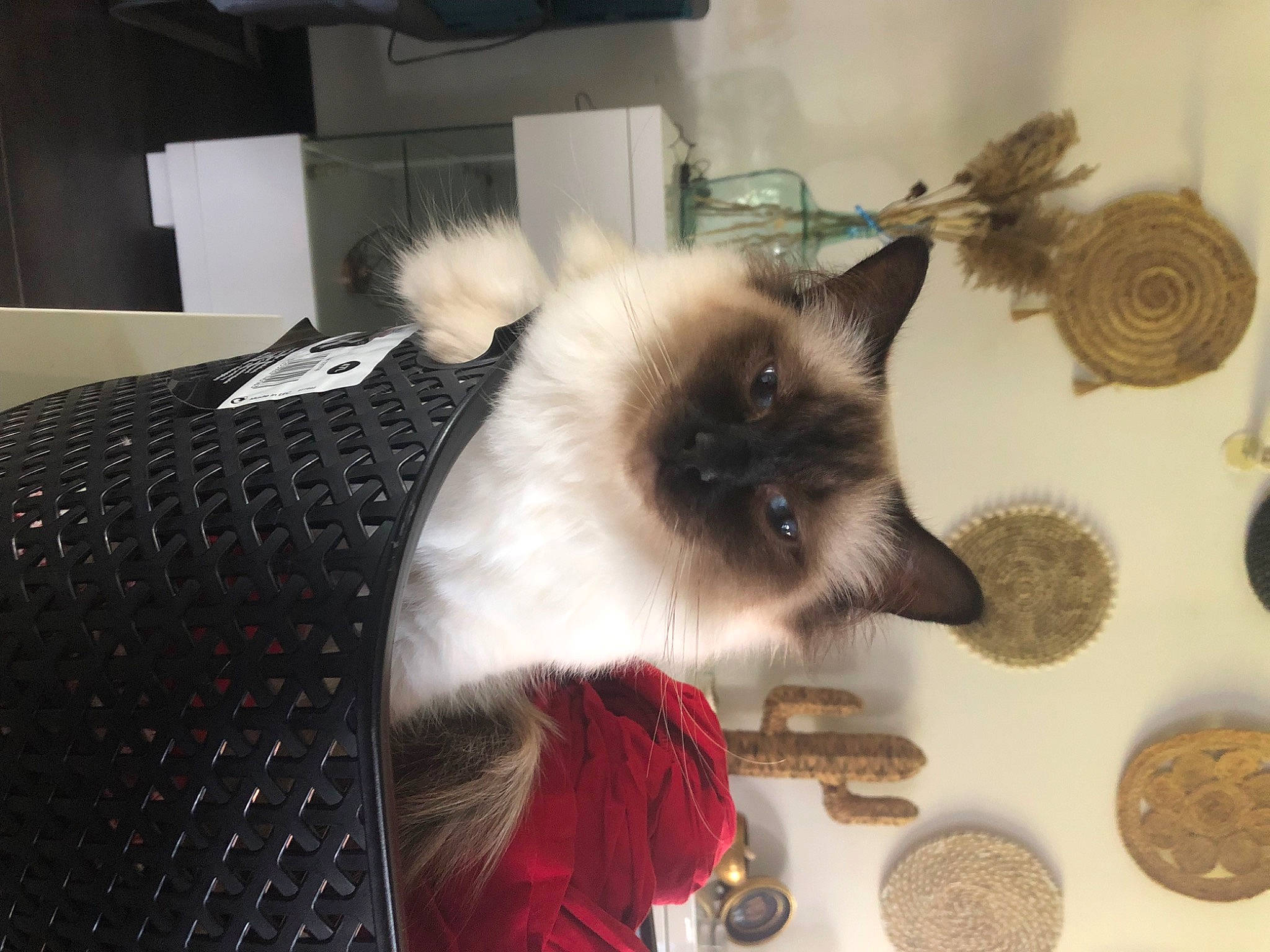 Tamie participe au concours pour gagner de l'argent avec cette photo : balinese, birman, carnivore, cat, fawn, felidae, fur, siamese, small_to_medium_sized_cats, tail, thai, whiskers