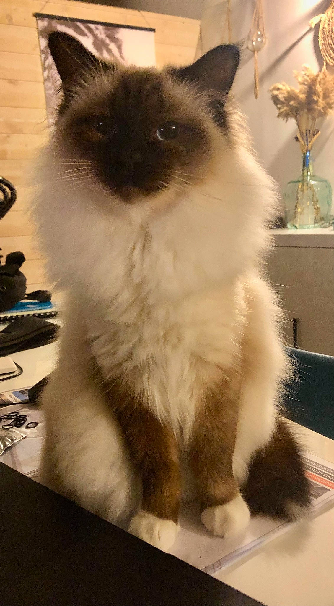 Tamie a rejoint le concours — aidez-le/la à gagner de superbes lots ! balinese, birman, carnivore, cat, fawn, felidae, flooring, fur, houseplant, ragdoll, siamese, small_to_medium_sized_cats, snout, tail, thai, whiskers