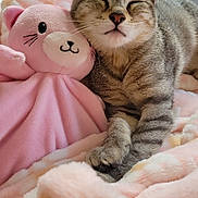 Lily a rejoint le concours — aidez-le/la à gagner de superbes lots ! cat, kitten, tabby, sleeping, cute, plush_toy, bunny, pink, blanket, bed, cuddling, indoors, portrait, close_up, fur, whiskers, ears, paws, relaxed, cozy
