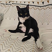 Onyx a rejoint le concours — aidez-le/la à gagner de superbes lots ! animal, black_and_white, cat, couch, curious_eyes, cute, domestic_animal, ears, feline, fur, house_pet, indoor, patterned_blanket, paw, pet, relaxed_pose, sitting, tail, tuxedo_cat, whiskers