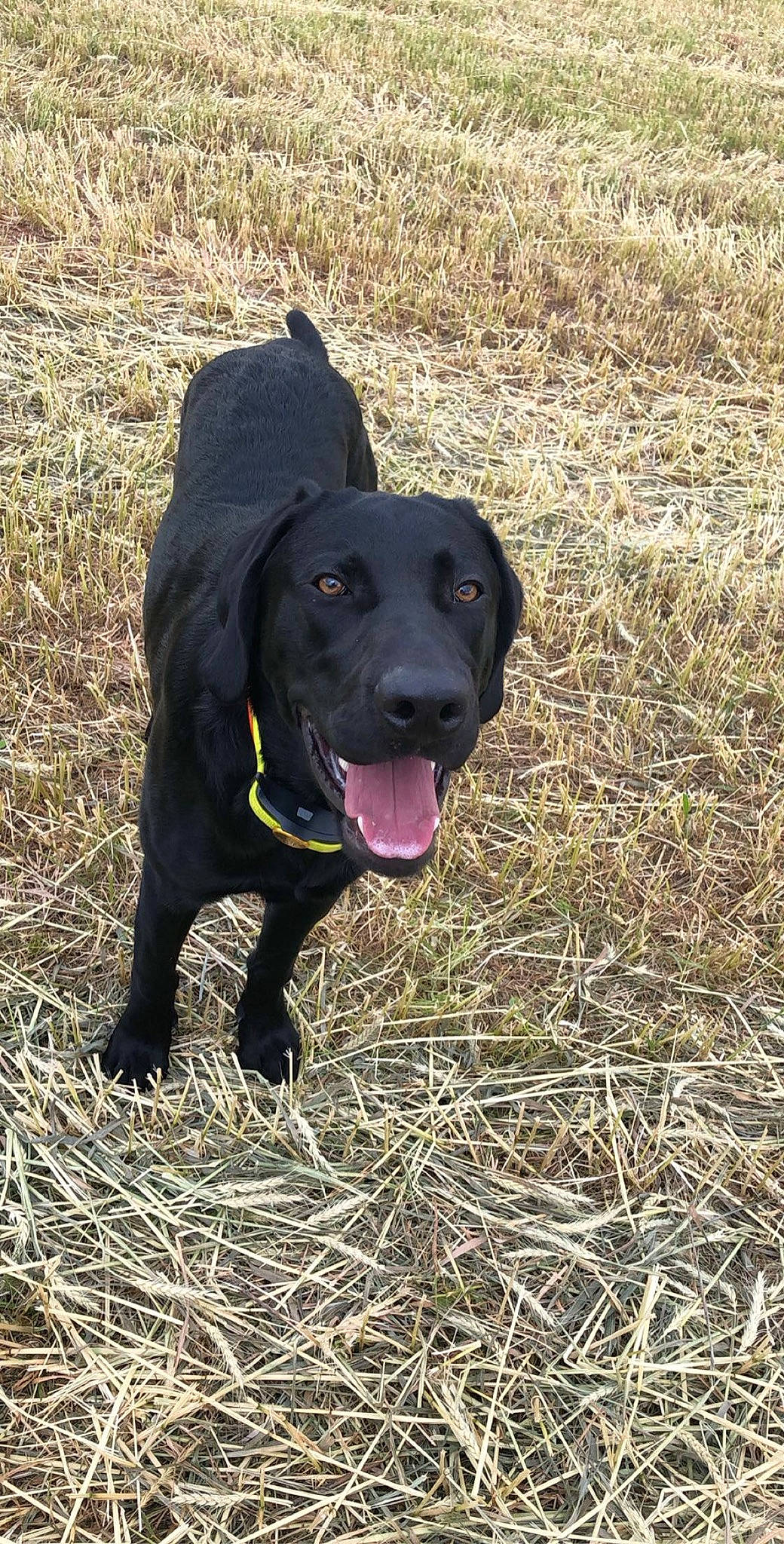 Remington joined the competition — help win amazing prizes! beagador, blue_lacy, borador, canidae, carnivore, dog, dog_breed, field_trial, flat_coated_retriever, hunting_dog, labrador_retriever, mammal, patterdale_terrier, plant, pointing_breed, retriever, snout, sporting_group, vertebrate