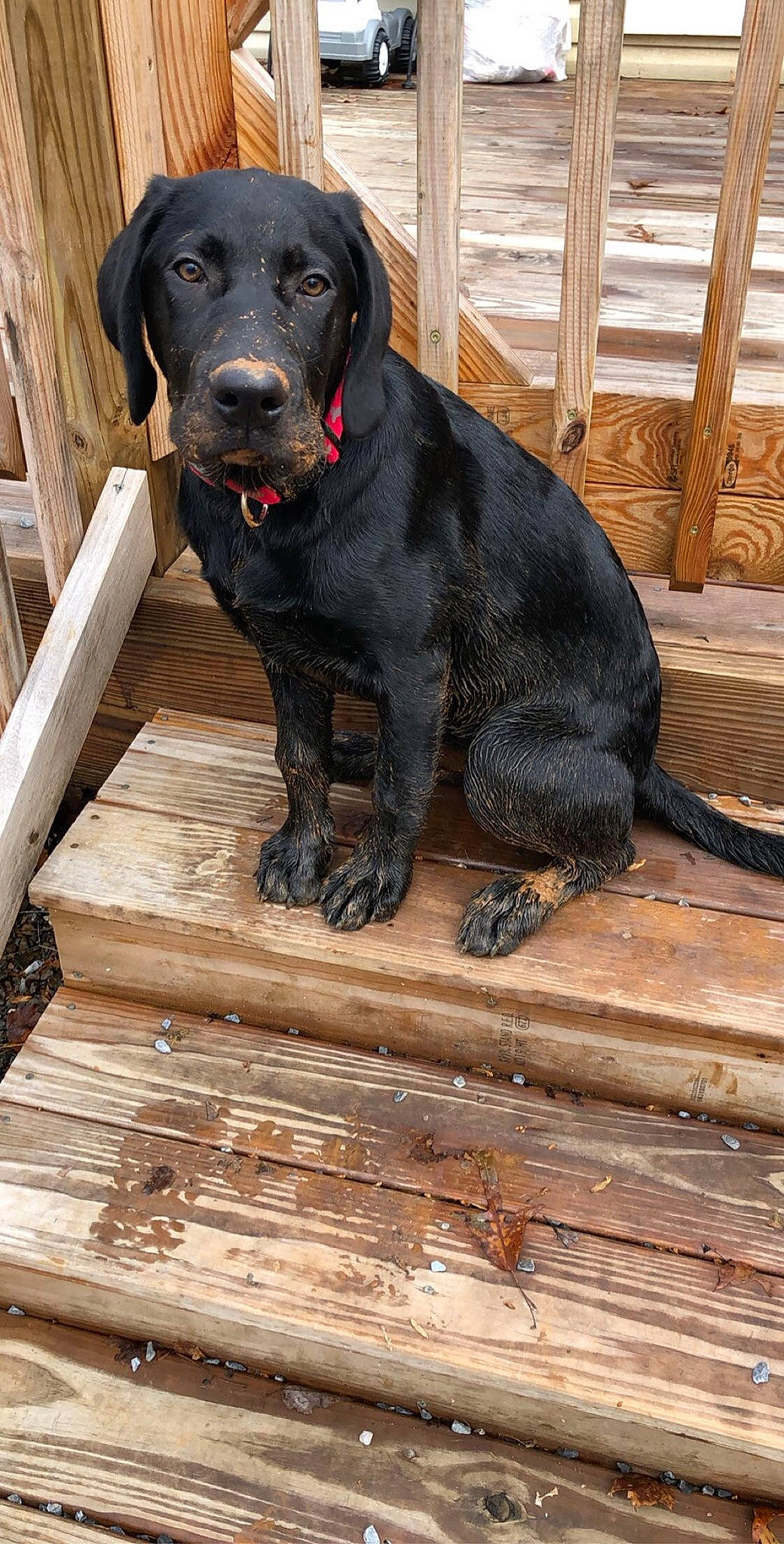 Remington is registered to the contest to win money with this photo: canidae, carnivore, companion_dog, dog, dog_breed, fawn, flat_coated_retriever, hunting_dog, labrador_retriever, mammal, retriever, sporting_group