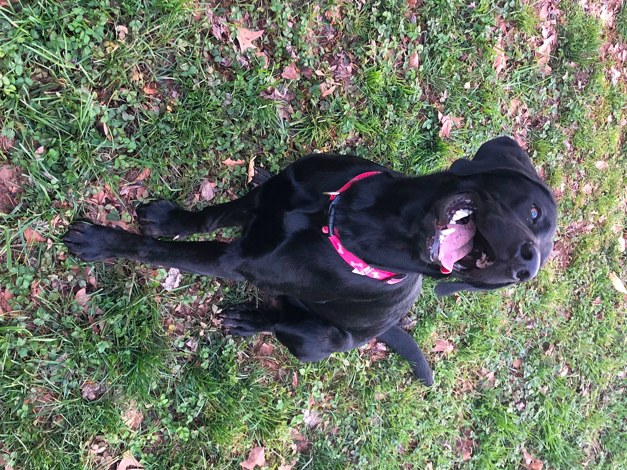 Remington joined the competition — help win amazing prizes! borador, canidae, carnivore, dog, dog_breed, grass, hunting_dog, labrador_retriever, sporting_group