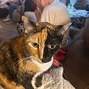 Two Face is registered to the contest to win money with this photo: animal, blurred_background, calico_cat, cat, closeup, cozy, curious, dog, elderly_person, face, furniture, home, indoor, lamp, living_room, person, pet, quilt, seated, whiskers