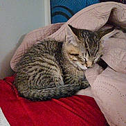 Remy is registered to the contest to win money with this photo: kitten, cat, sleeping, tabby, fur, blanket, red_blanket, beige_blanket, indoor, cozy, cute, small, pet, animal, resting, feline, soft, nap, young_cat, quiet