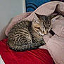 kitten, cat, sleeping, tabby, fur, blanket, red_blanket, beige_blanket, indoor, cozy, cute, small, pet, animal, resting, feline, soft, nap, young_cat, quiet