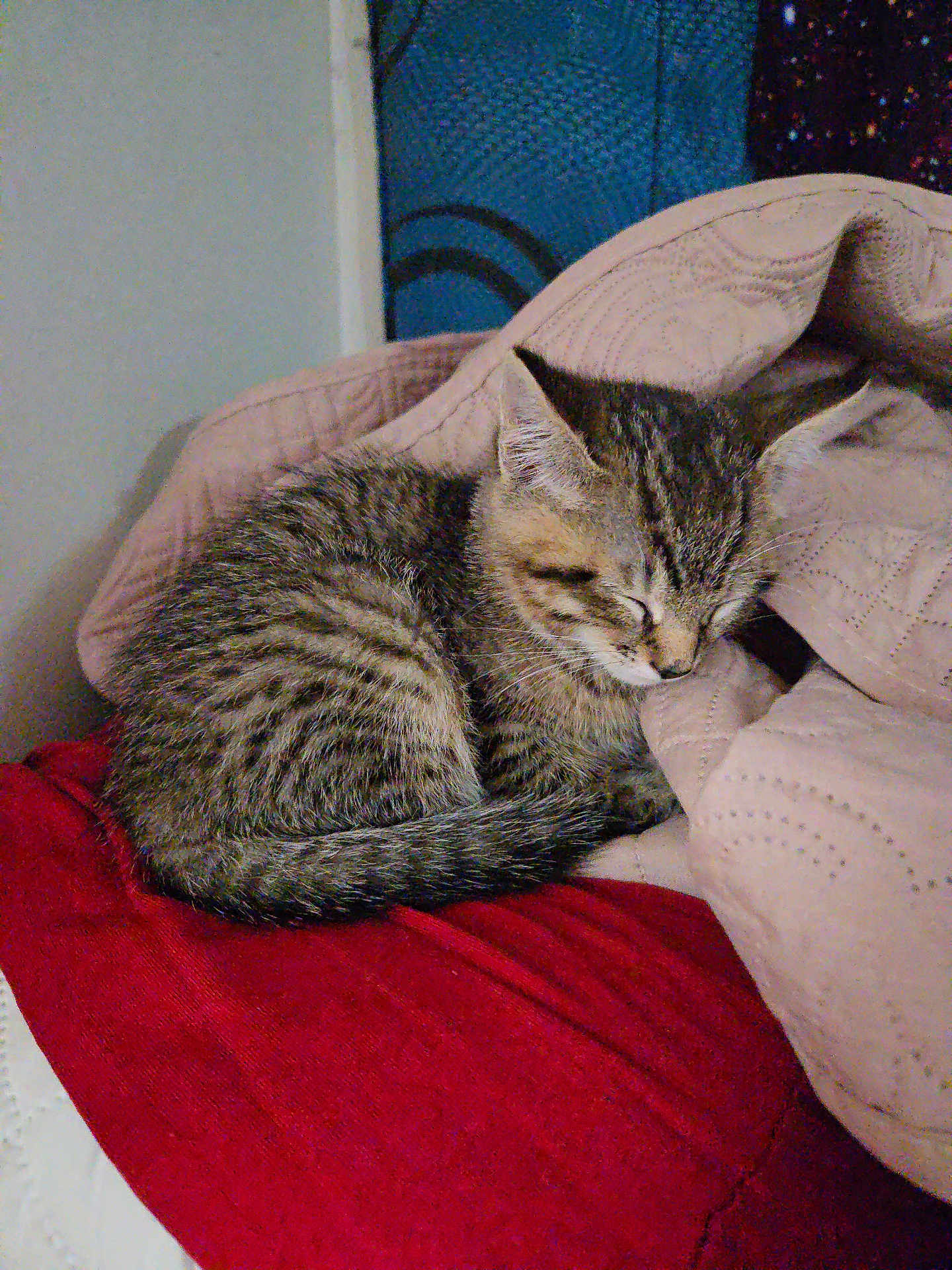 Remy is registered to the contest to win money with this photo: kitten, cat, sleeping, tabby, fur, blanket, red_blanket, beige_blanket, indoor, cozy, cute, small, pet, animal, resting, feline, soft, nap, young_cat, quiet
