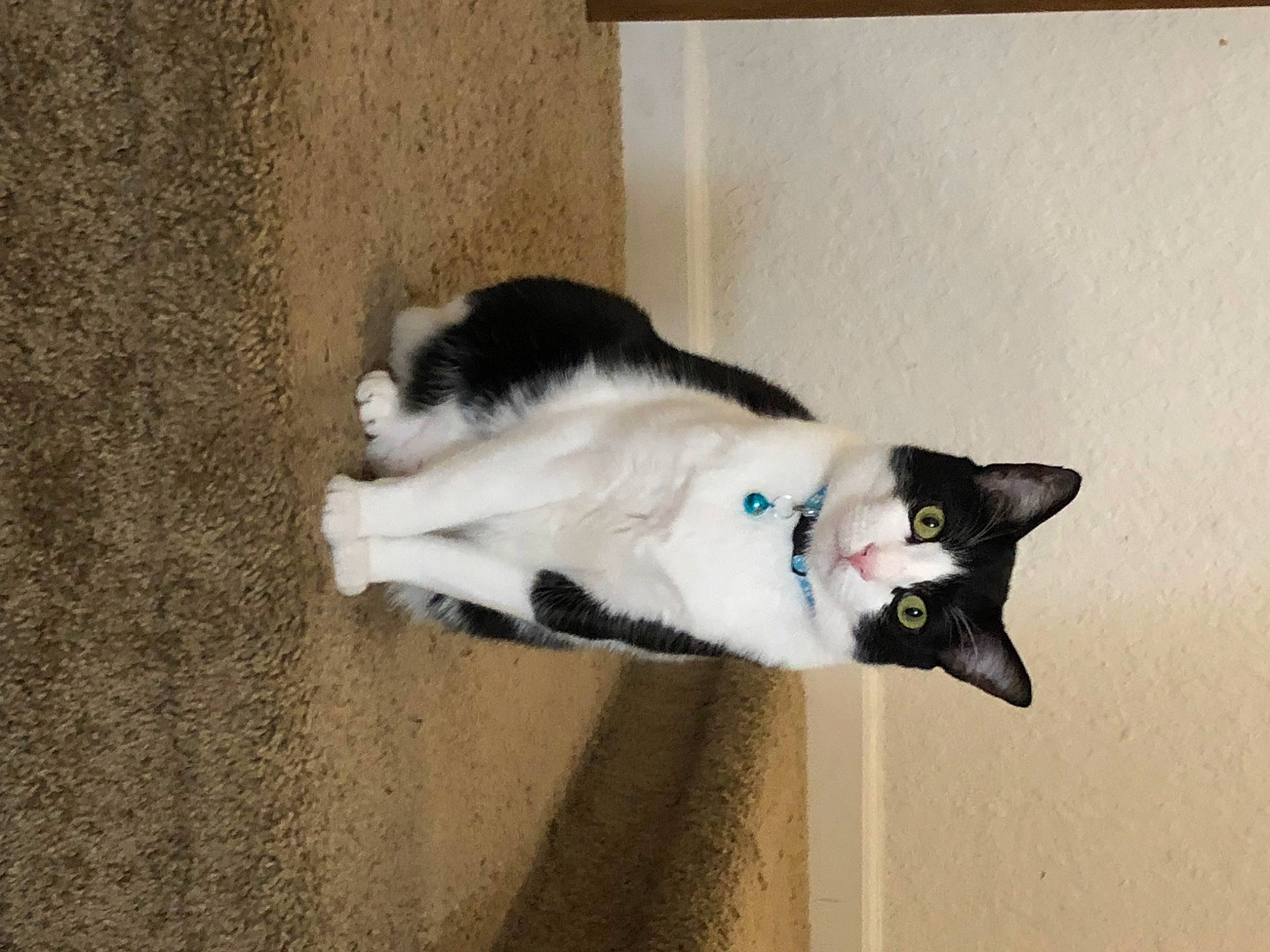 Oreo joined the competition — help win amazing prizes! canidae, carnivore, cat, domestic_short_haired_cat, felidae, flooring, fur, grey, hardwood, house, paw, shadow, small_to_medium_sized_cats, snout, table, tail, whiskers, window, wood
