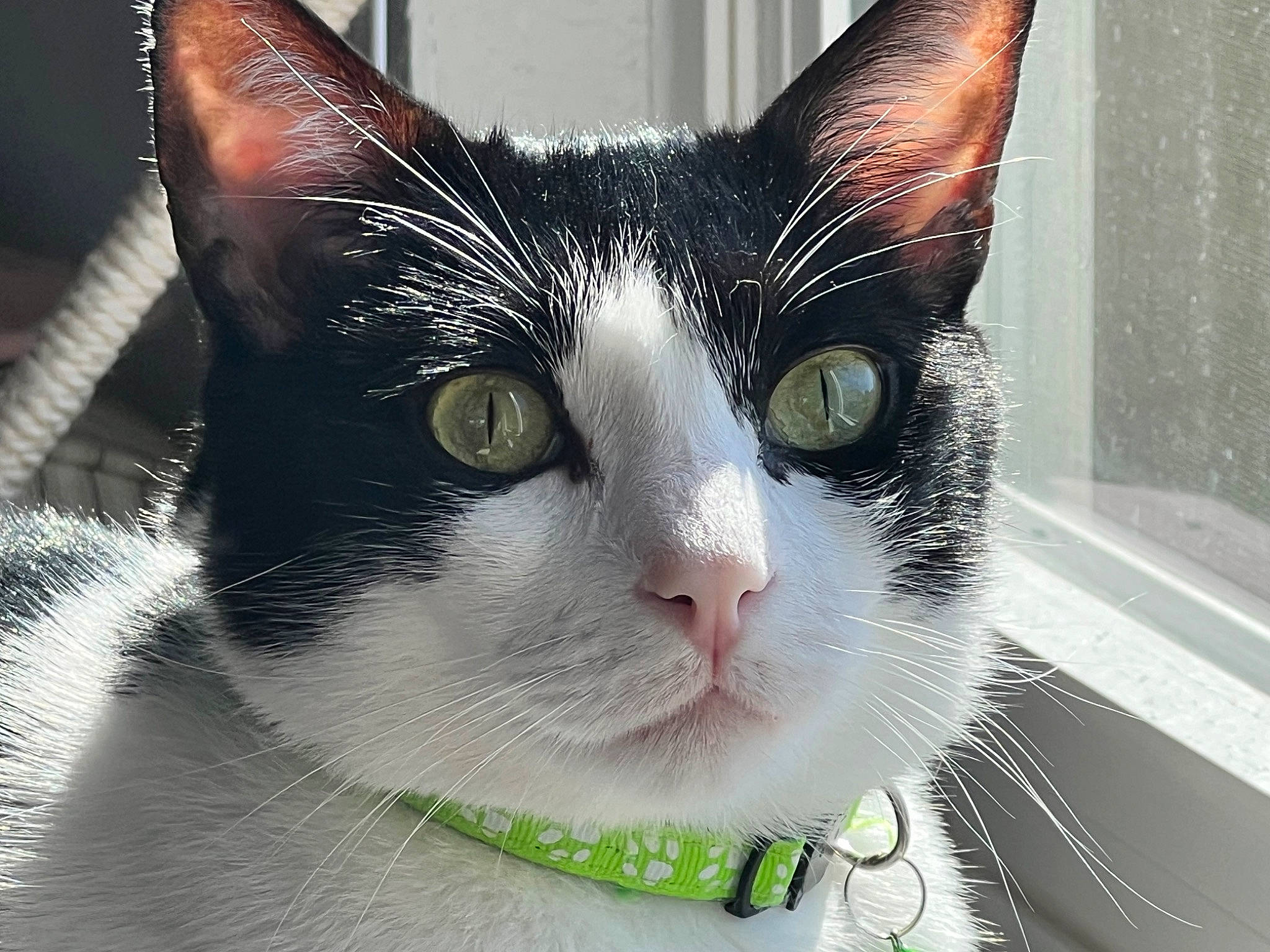 Oreo is registered to the contest to win money with this photo: carnivore, cat, collar, comfort, domestic_short_haired_cat, eye, felidae, fur, hair, head, human_body, iris, leg, small_to_medium_sized_cats, snout, tail, tree, vertebrate, whiskers, window