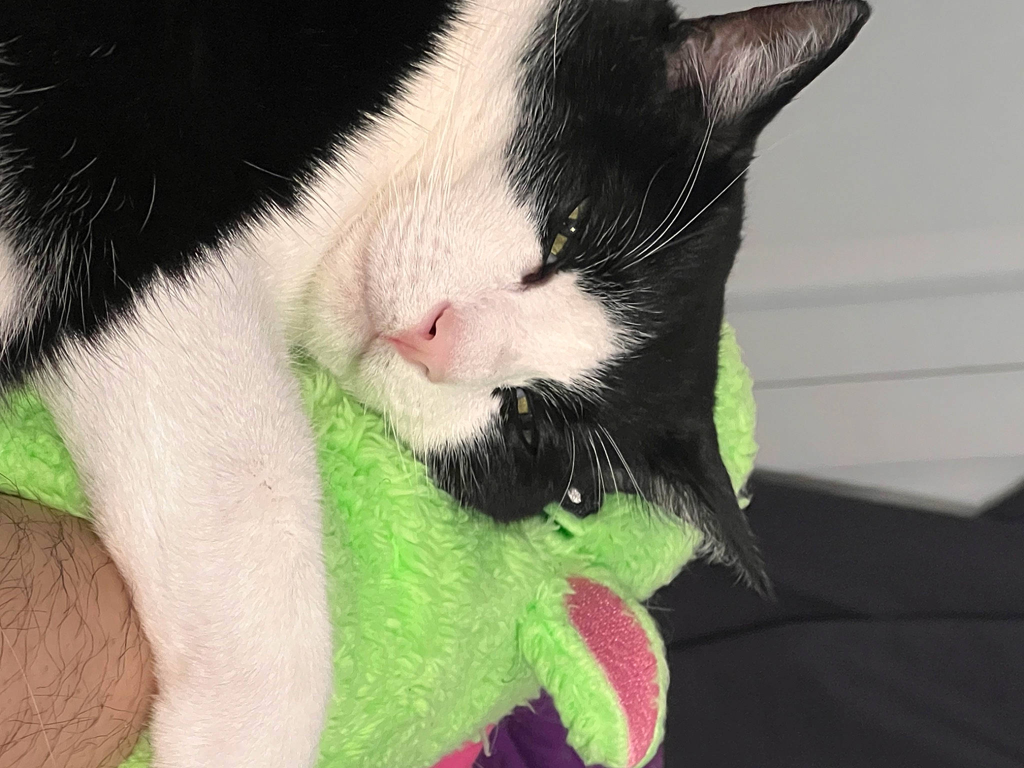 Oreo joined the competition — help win amazing prizes! carmine, carnivore, cat, claw, collar, domestic_short_haired_cat, eyelash, felidae, foot, fur, gesture, paw, small_to_medium_sized_cats, snout, tail, whiskers